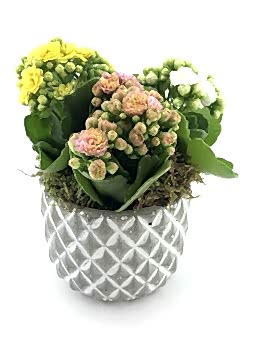 Renkli Kalanchoe Saksı Çiçekleri Saksı Çiçekleri çiçek gönder