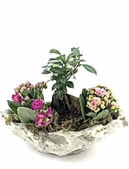 Doğa Harikası Bonsai ve Kalanchoe  Saksı Çiçekleri çiçek gönder