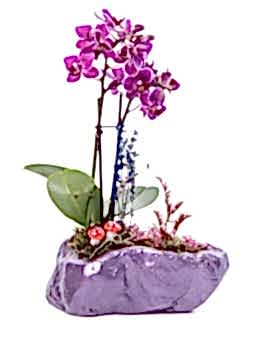 Pettam Serisi Mini Sarı Orkide Tasarım Orkideler çiçek gönder