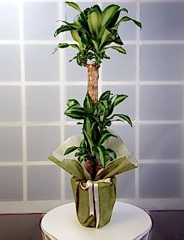 3 lü Dracena Massengena  Saksı Çiçeği. Saksı Çiçekleri çiçek gönder