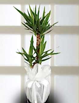 İkili Yucca Saksı Çiçeği. Saksı Çiçekleri çiçek gönder