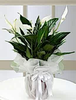 Spathiphyllum Bitkisi Saksı Çiçekleri çiçek gönder