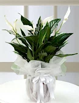 Spathiphyllum Saksı Çiçekleri çiçek gönder