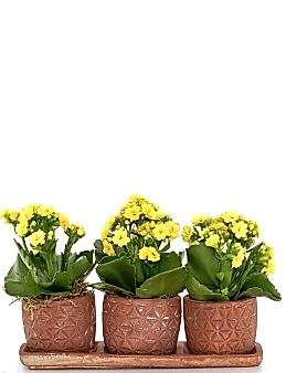 Trio Plus Serisi Sarı Kalanchoe Saksı Çiçekleri çiçek gönder