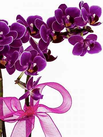 Desenli Saksıda  Mini Orkide ve Kalanchoe Orkideler çiçek gönder