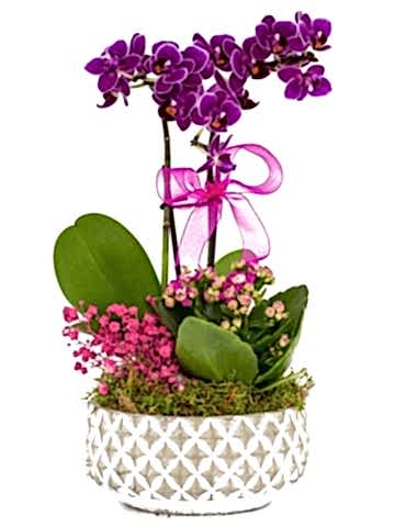 Desenli Saksıda  Mini Orkide ve Kalanchoe Orkideler çiçek gönder